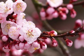 世界排球锦标赛：高效轮换带来后程优势，世界排球联赛2021规则