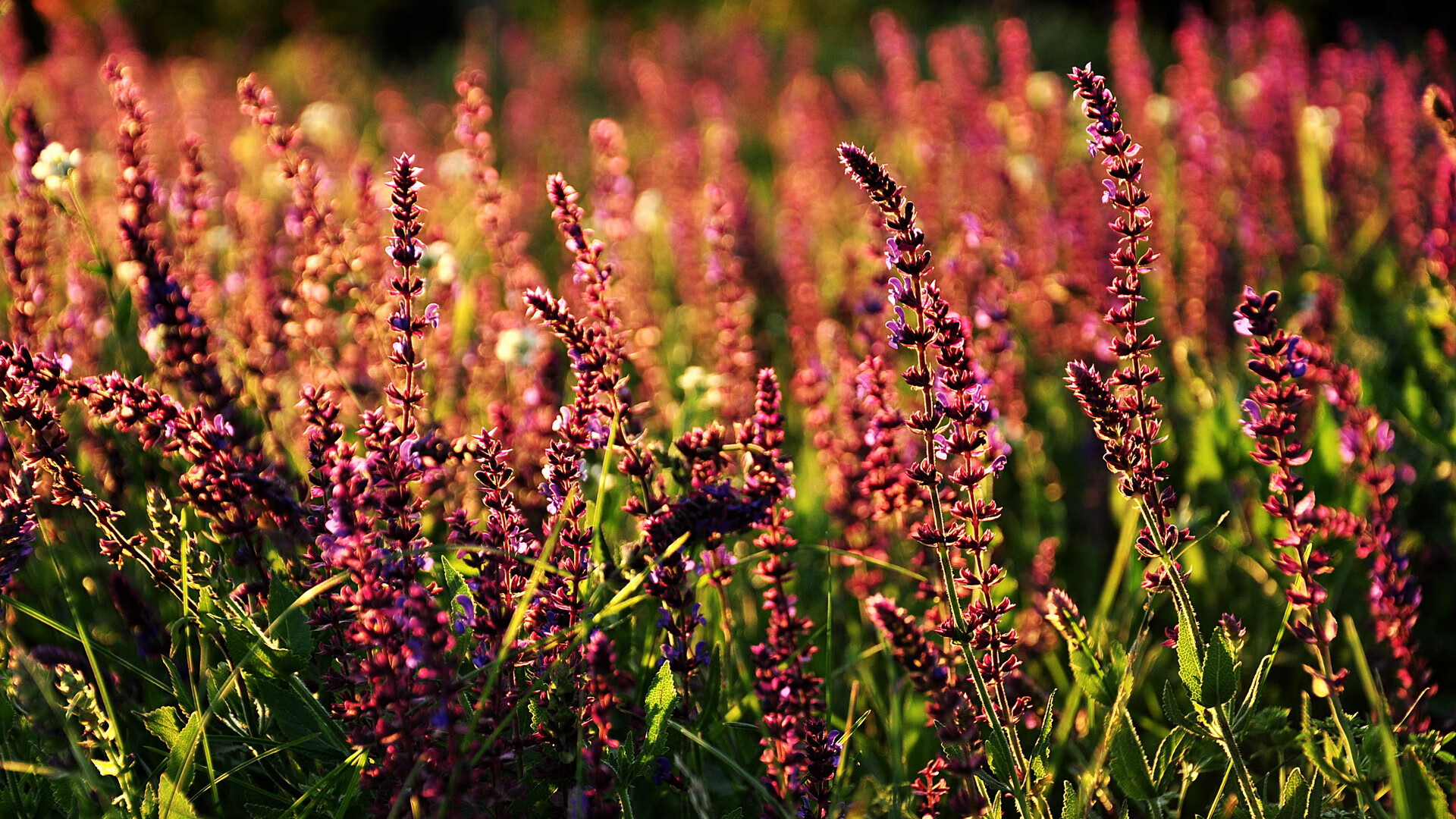 世界自行车公开赛：赛段设计与观众体验融合提升赛事魅力，世界自行车比赛视频